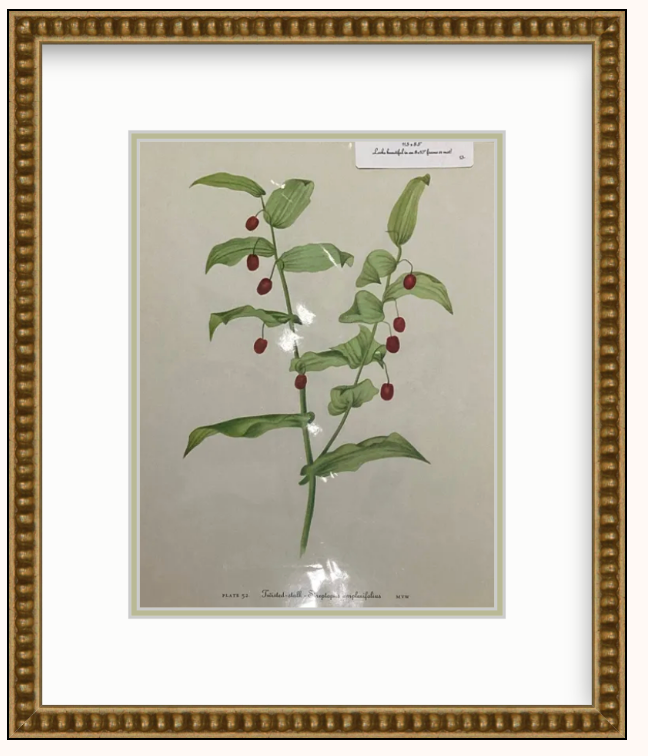 Flower Art Framed
